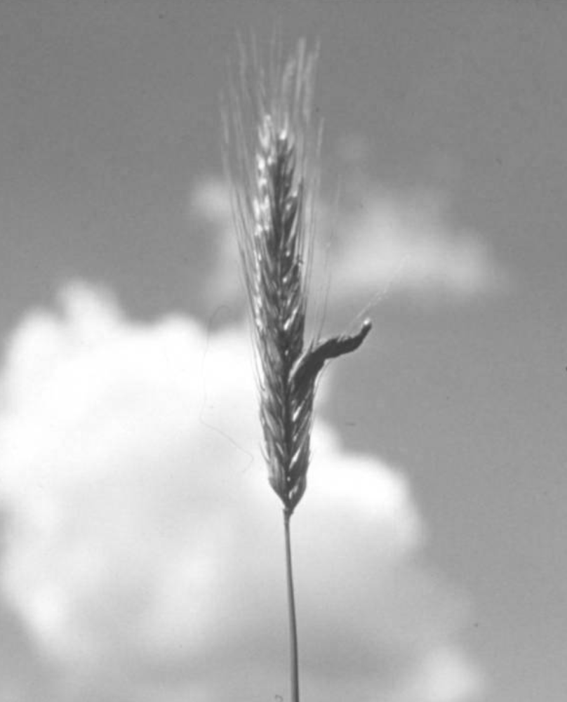 Picture of wheat.